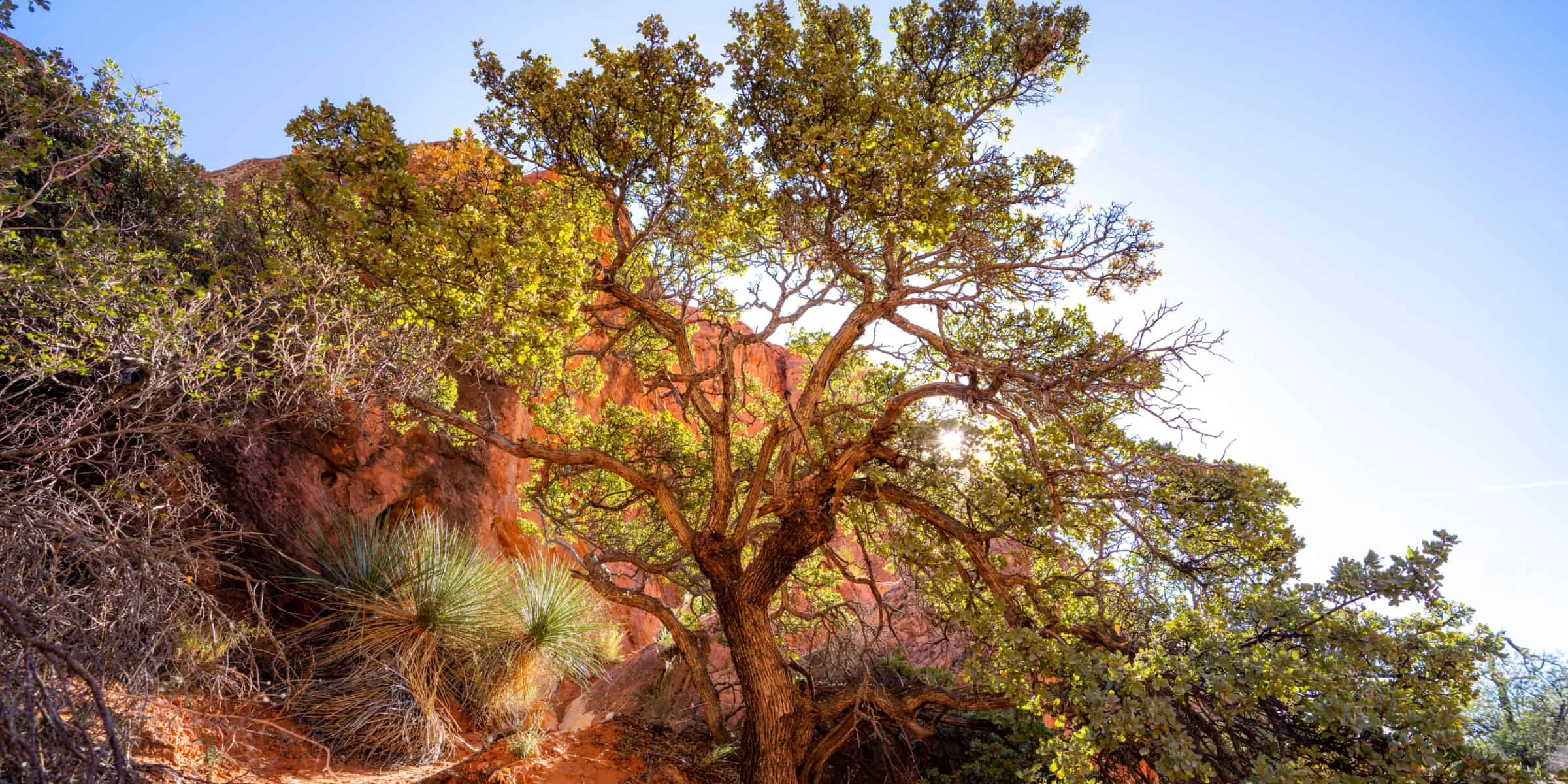 Sentierre Padre Canyon tree with sunshine