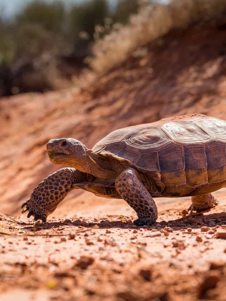 Sentierre Padre Canyon Resort Desert Tortoise